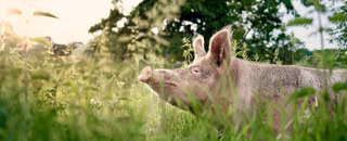Neuland Schwein in freier Natur