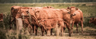 Rinderherde auf einer Weide eines Neulandhofes