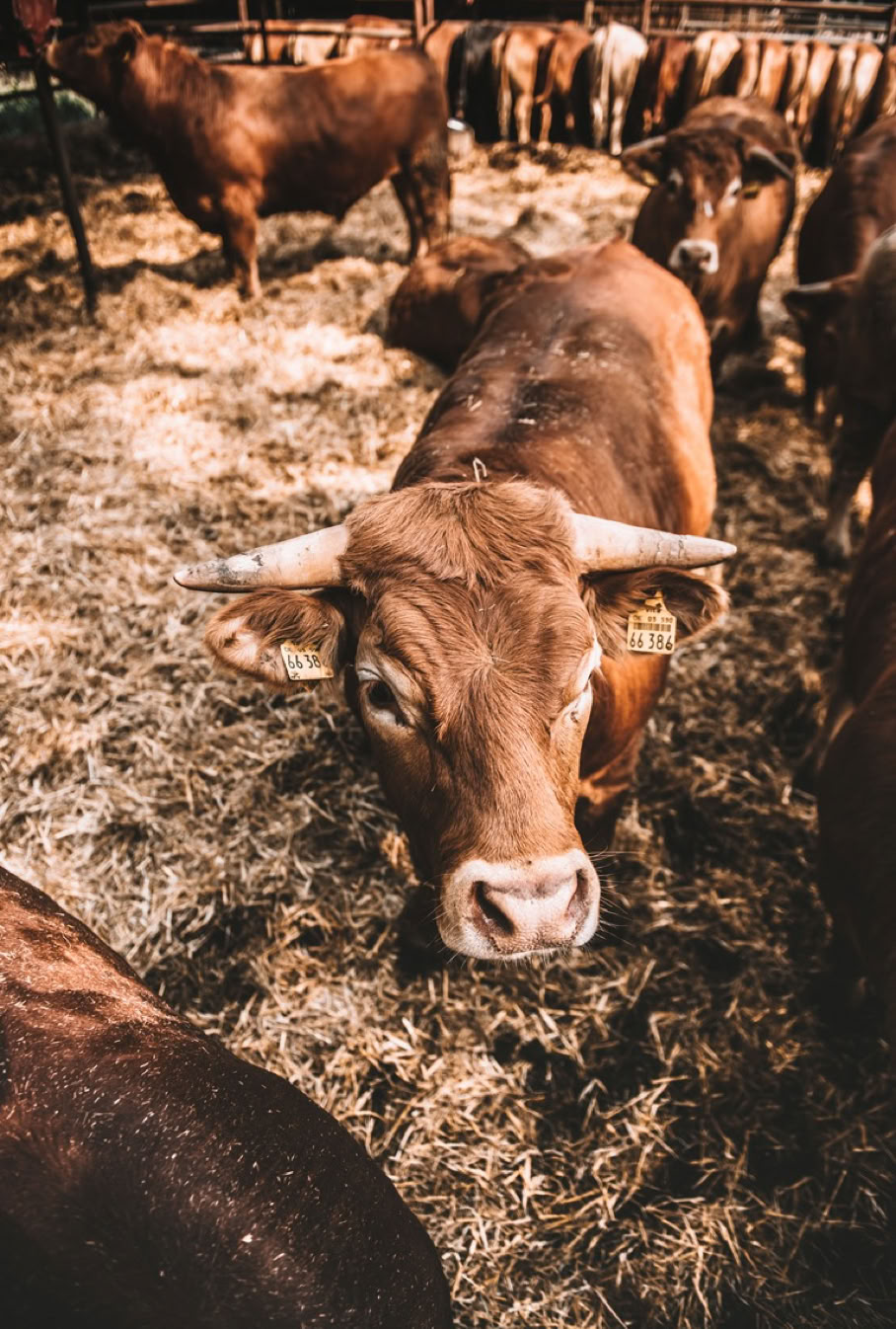 Rinderhaltung im Stall auf Gut Brennenbrück