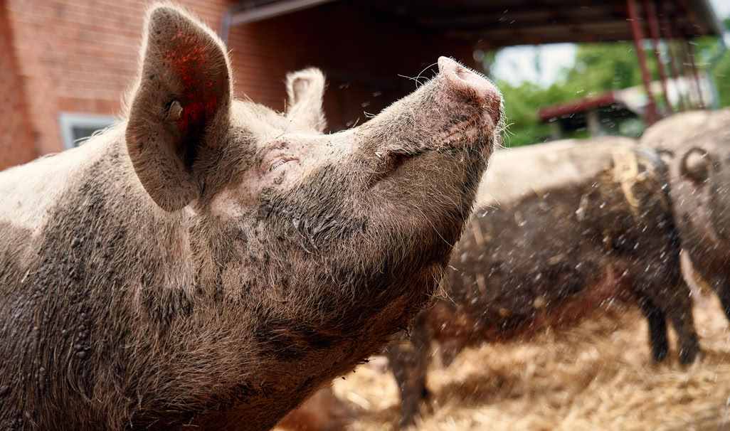 Sau auf einem Neulandfleichhof