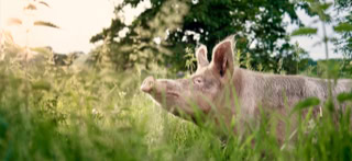 Schwein auf dem Neulandhof